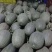 西州蜜瓜，小蜜二十五，都之果，耀龙等
