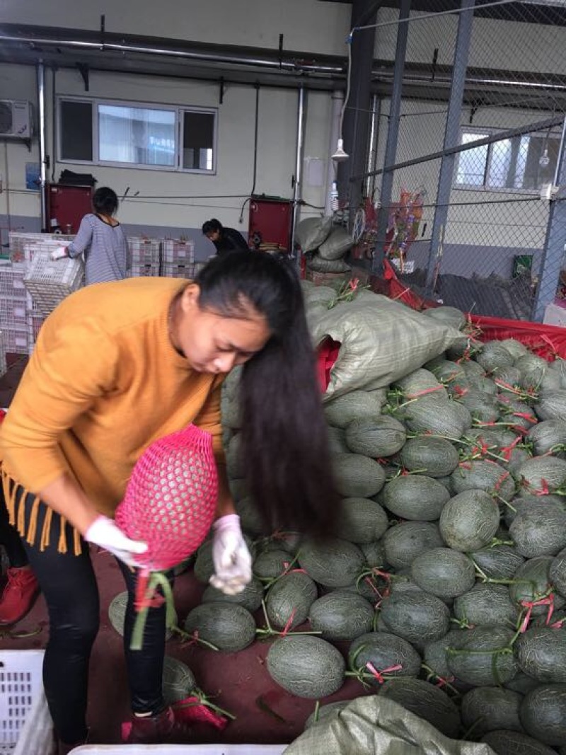 西州蜜瓜，小蜜二十五，都之果，耀龙等