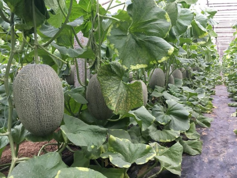 西州蜜瓜，小蜜二十五，都之果，耀龙等