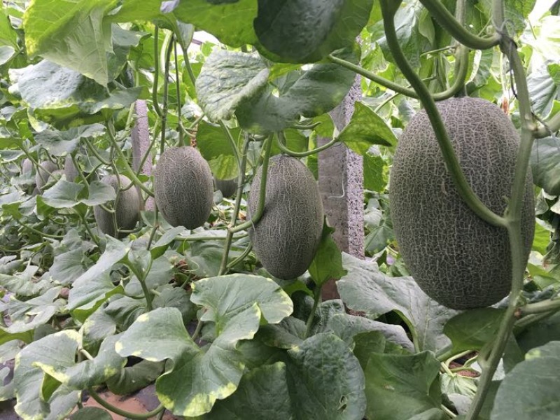 西州蜜瓜，小蜜二十五，都之果，耀龙等