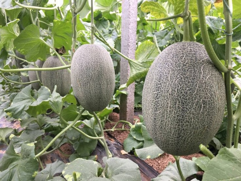 西州蜜瓜，小蜜二十五，都之果，耀龙等