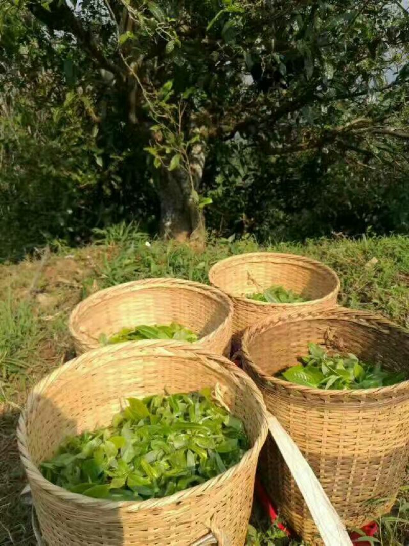 普洱茶一级