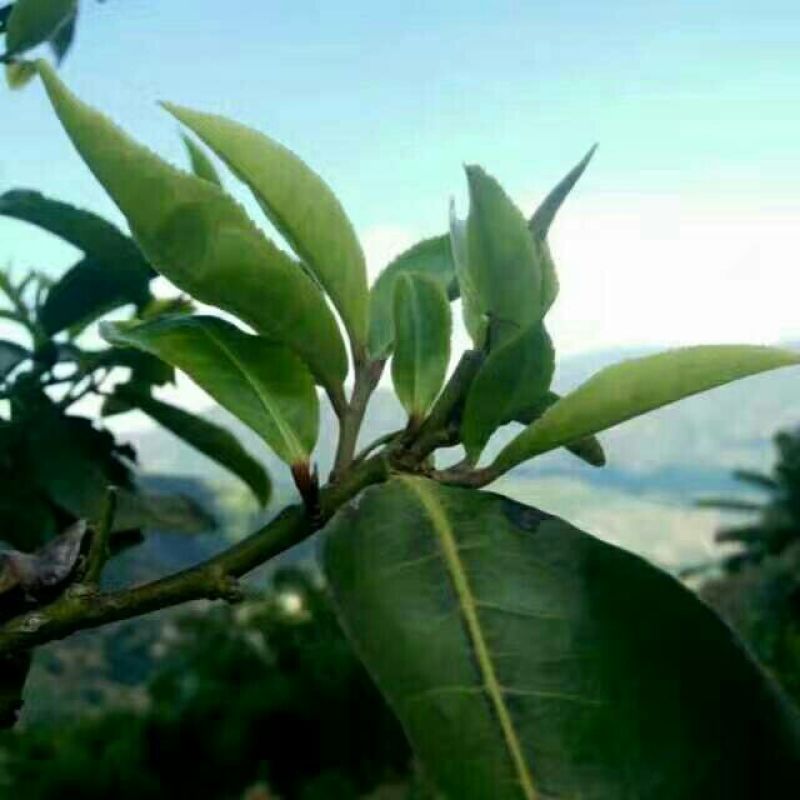 普洱茶一级
