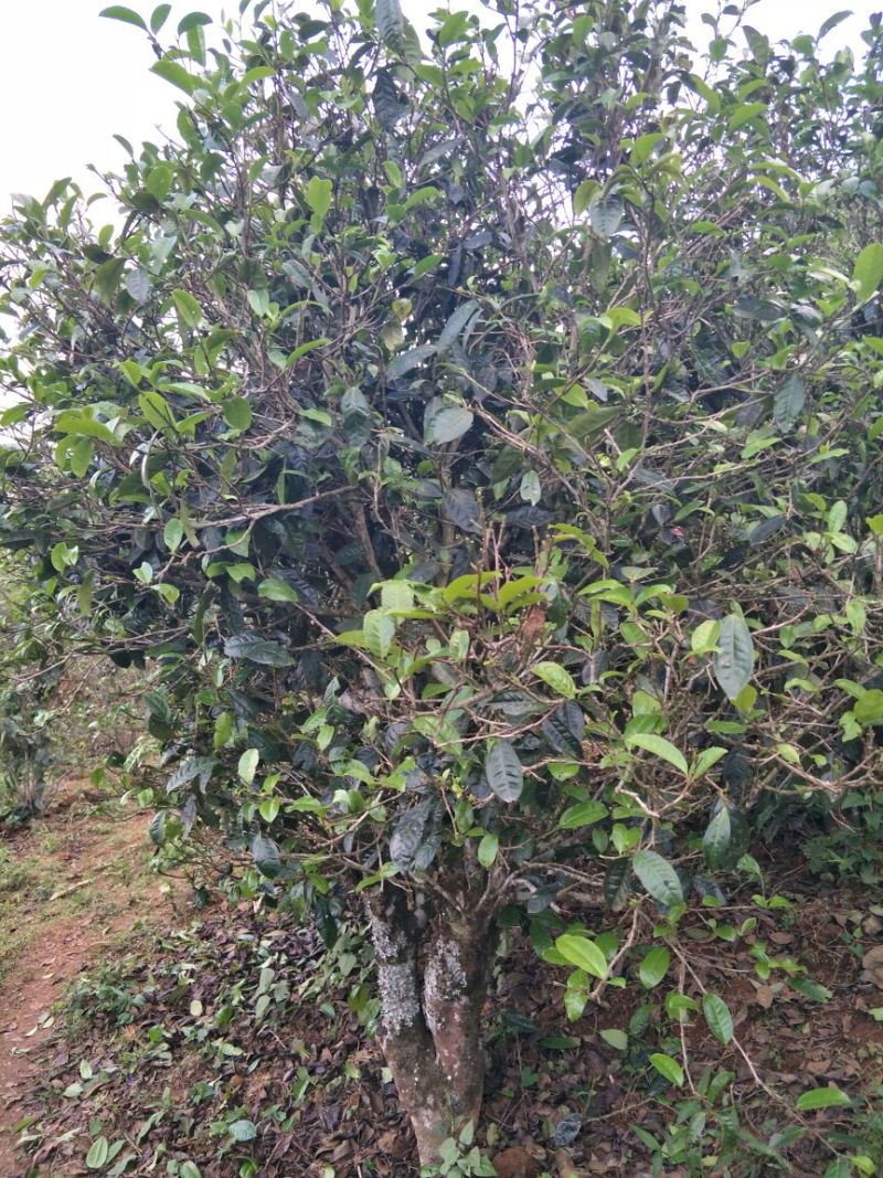 普洱茶一级