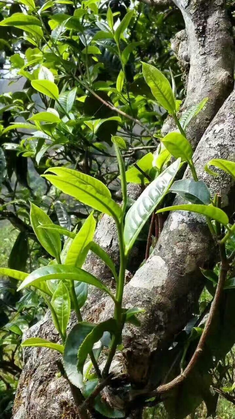 普洱茶一级