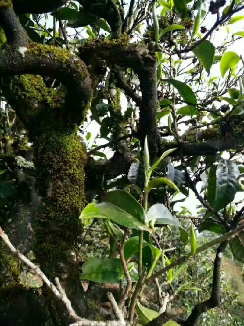 普洱茶一级