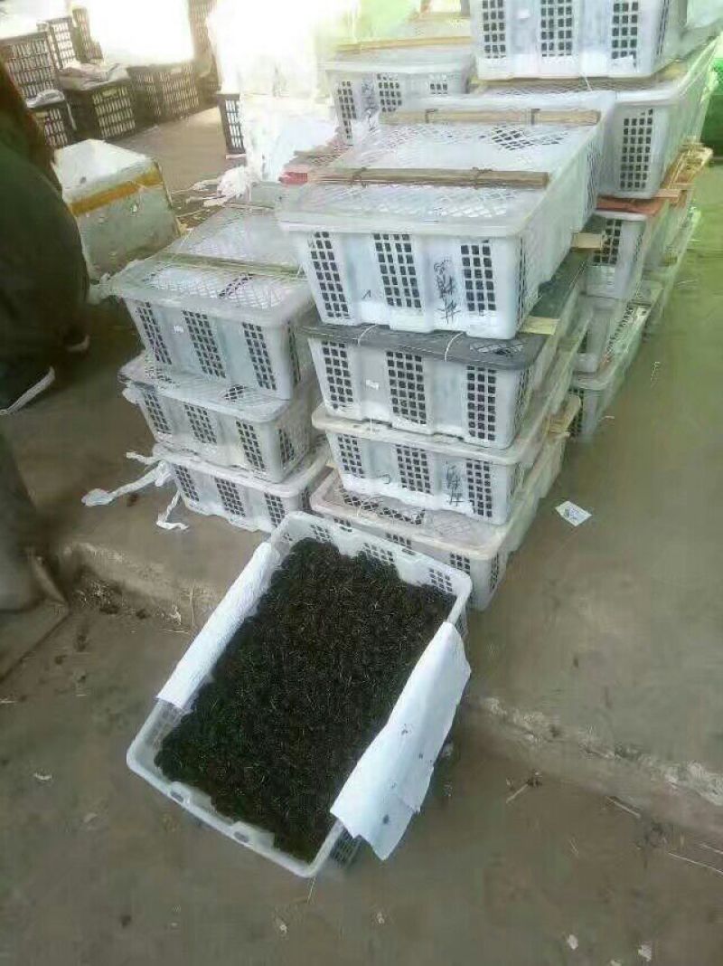 桑葚干