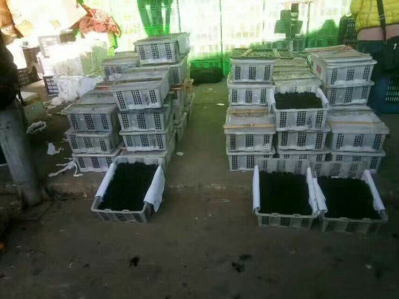 桑葚干