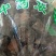儿茶，干货散装2斤起包邮量大从优