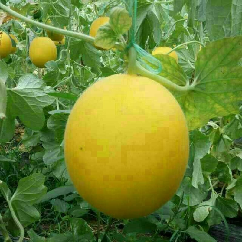61甜瓜通货0.5斤以上大量上市，欢迎大家前来选购