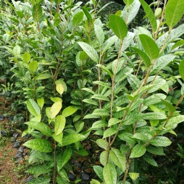 金花茶树苗1~1.5m，有大苗小苗大树