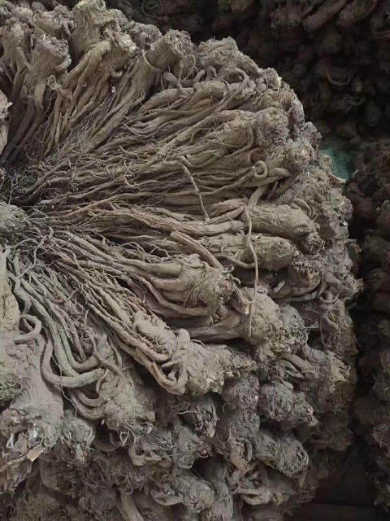 甘肃当归，产地直销货源充足，支持零售批发可来电详细沟通