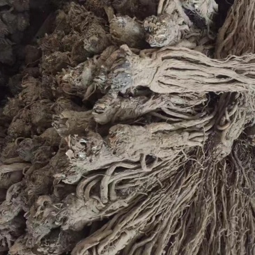 甘肃当归，产地直销货源充足，支持零售批发可来电详细沟通