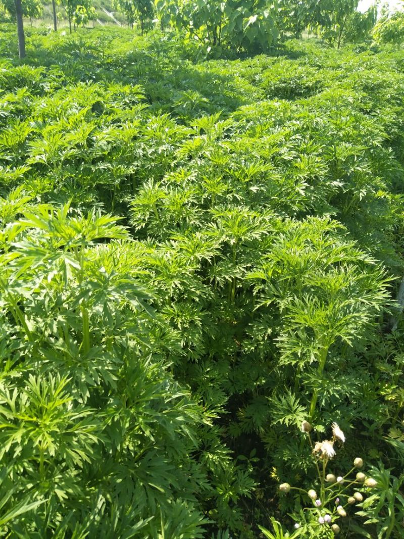 益母草