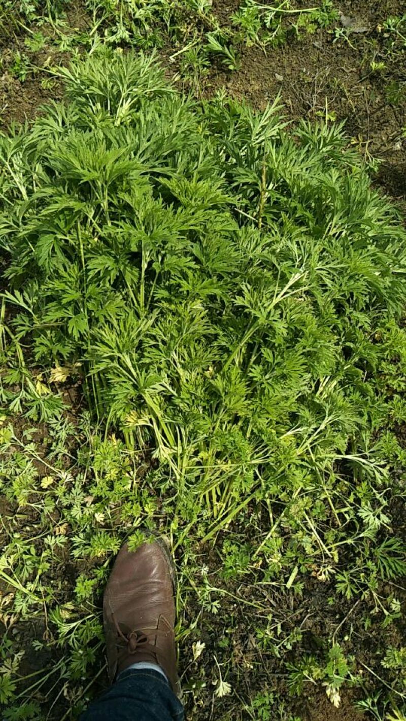 益母草