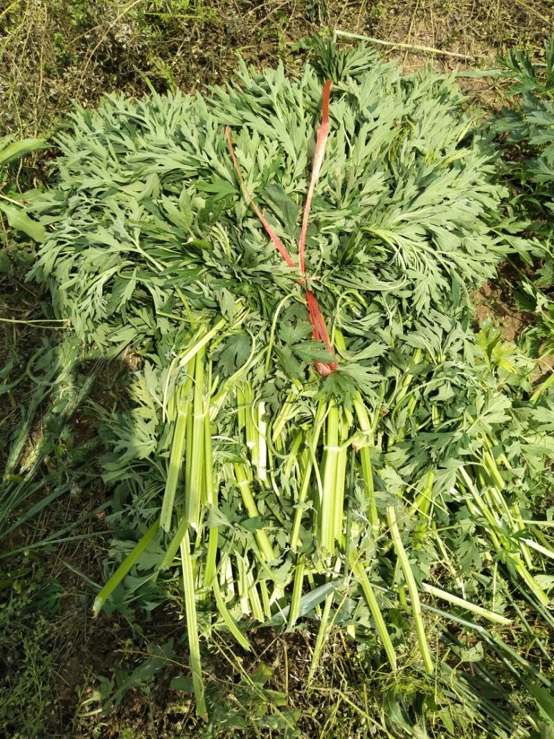 益母草