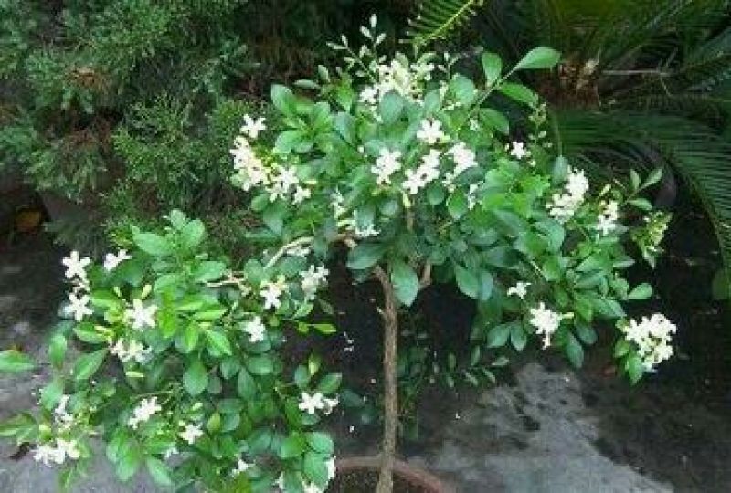 【热销】九里香庭院，盆景花香独特，盆栽花卉，全国发货