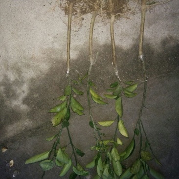 皇帝柑苗30~50cm
