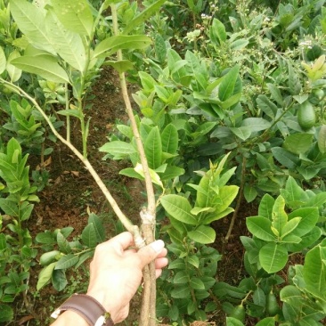 香水柠檬树苗