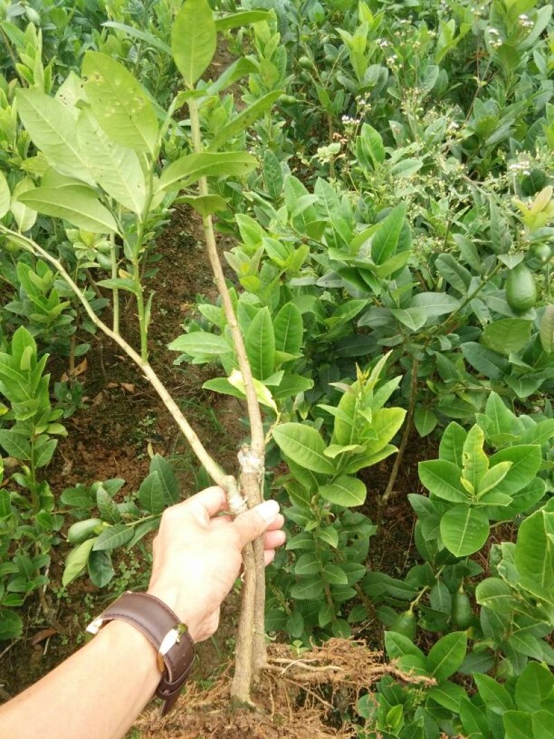 香水柠檬树苗
