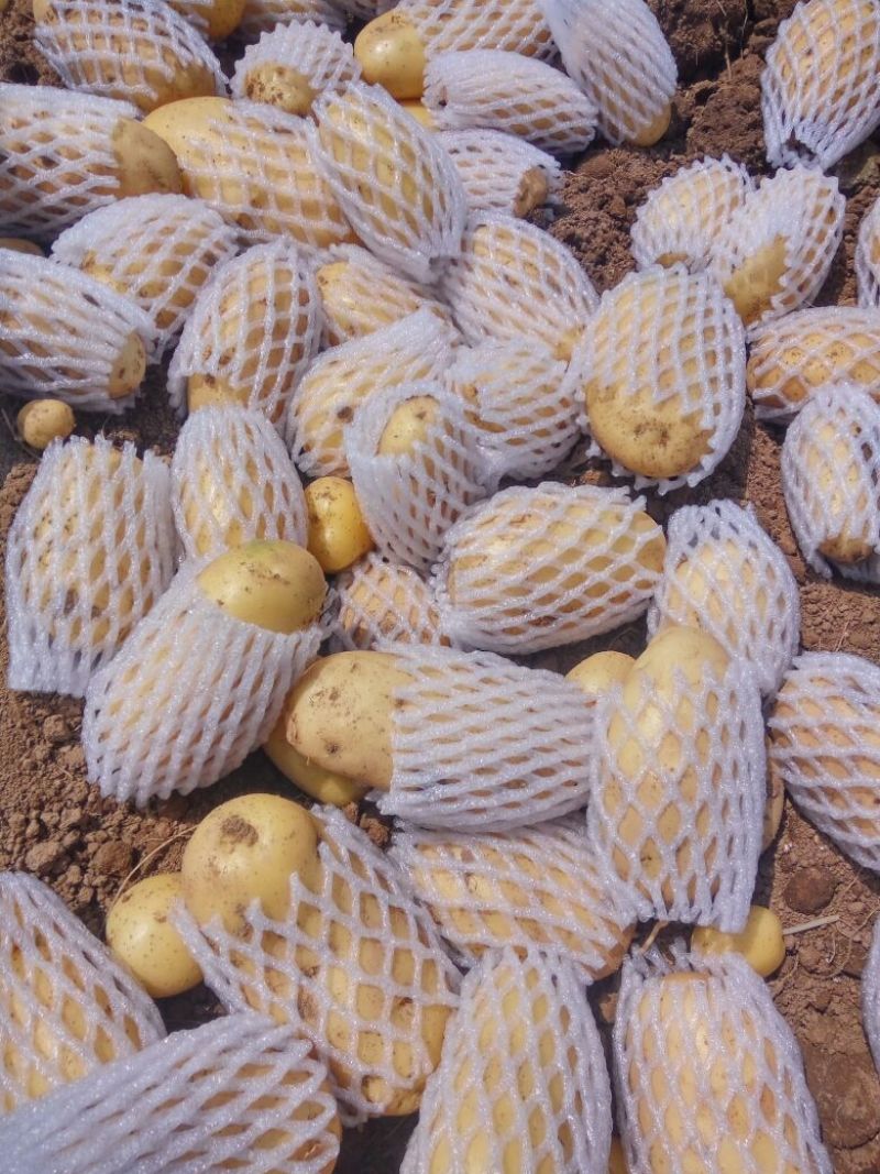 精品荷兰V7沃土常磊8号套网装箱手选高端货