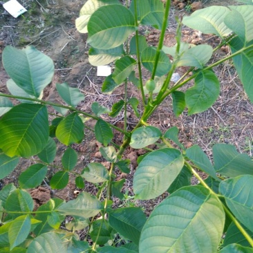 薄壳香核桃苗50~100cm二年苗