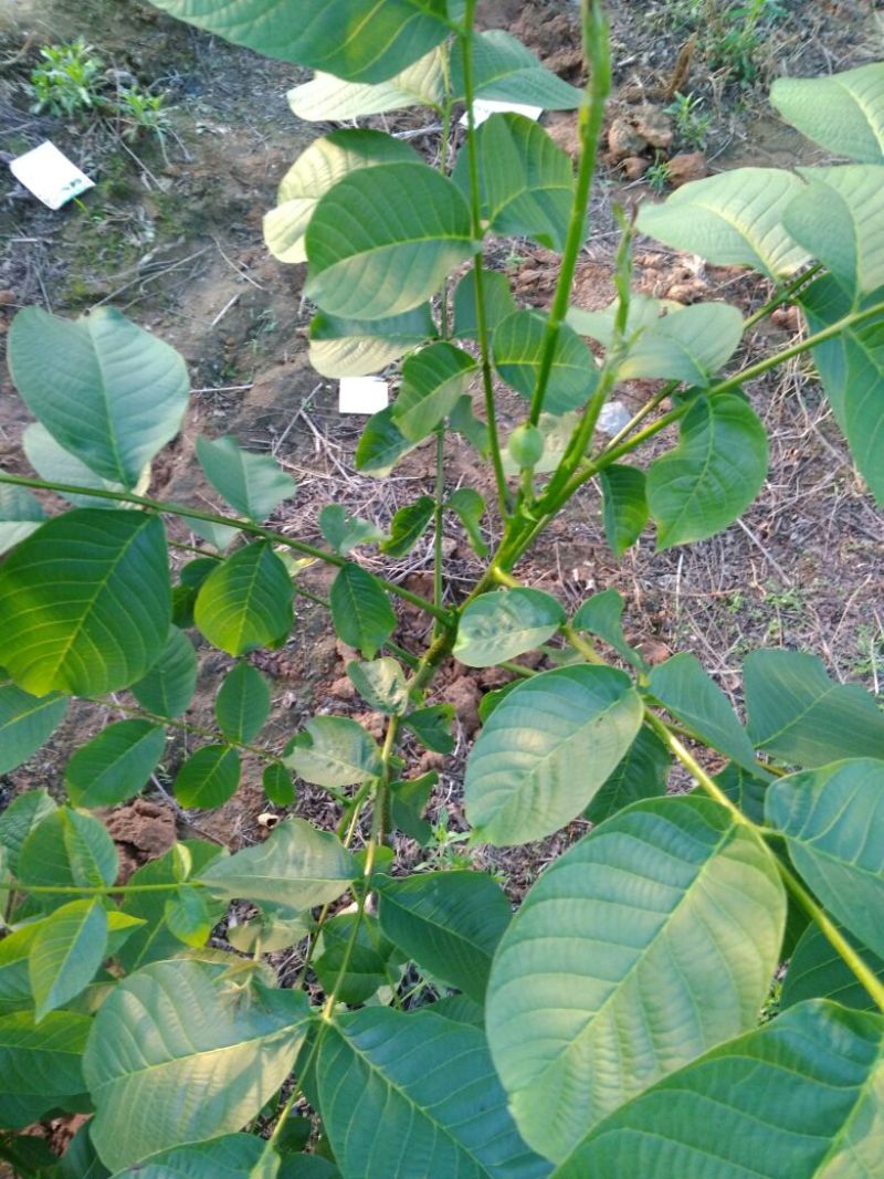 薄壳香核桃苗50~100cm二年苗