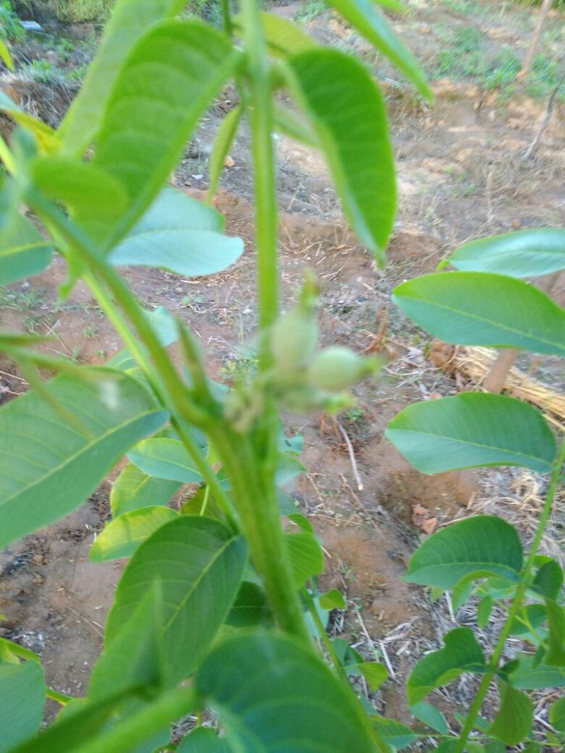 薄壳香核桃苗50~100cm二年苗