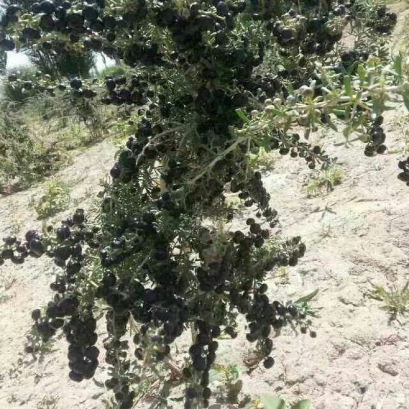 黑枸杞干货头茬