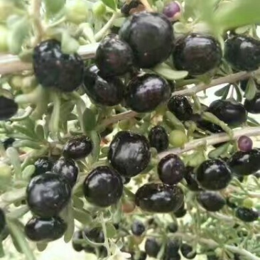 黑枸杞干货头茬
