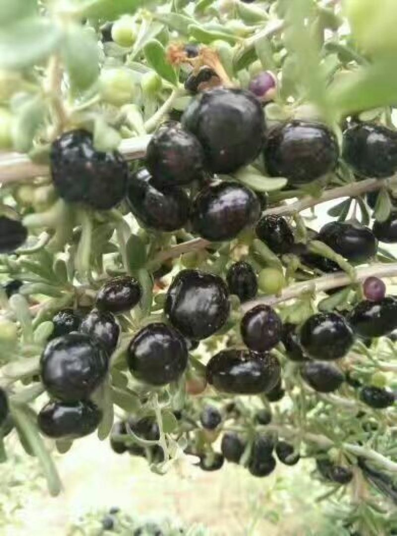 黑枸杞干货头茬