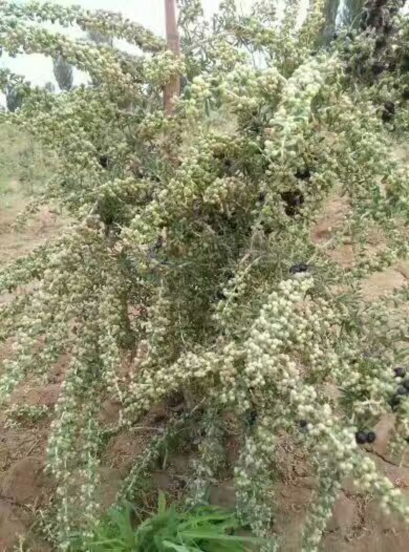 黑枸杞干货头茬
