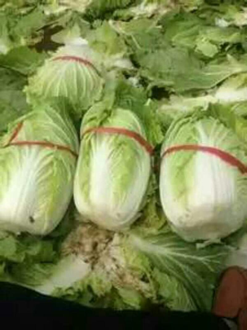 北方优质黄心菜白菜..北京三号白菜大量供应3~5斤
