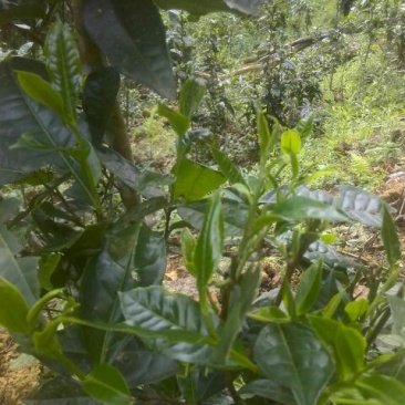 古树普洱茶特级