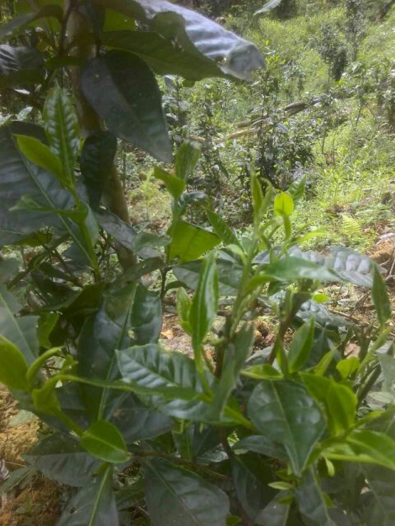 古树普洱茶特级