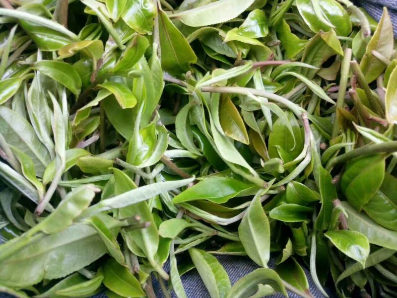 古树普洱茶特级