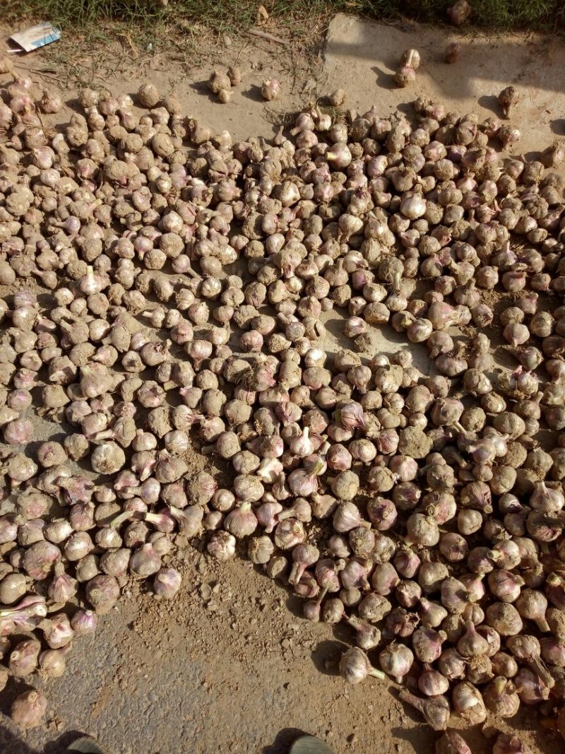 大蒜4.5cm鲜蒜