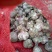 大蒜4.5cm鲜蒜