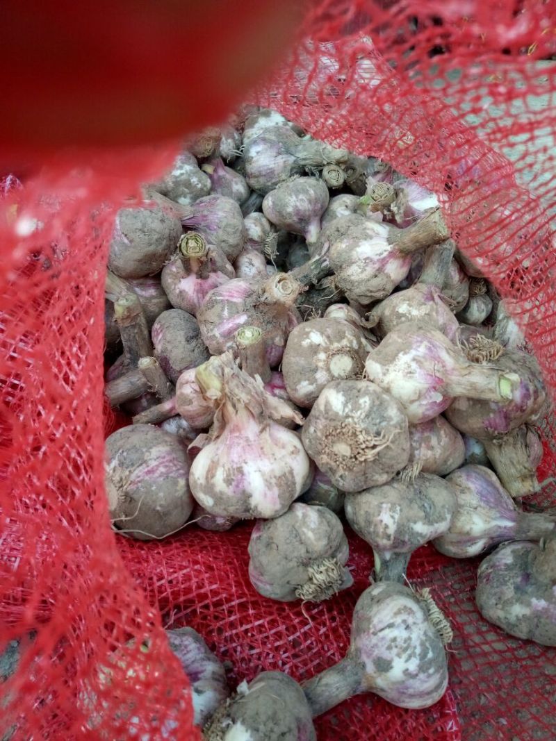 大蒜4.5cm鲜蒜
