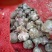 大蒜4.5cm鲜蒜