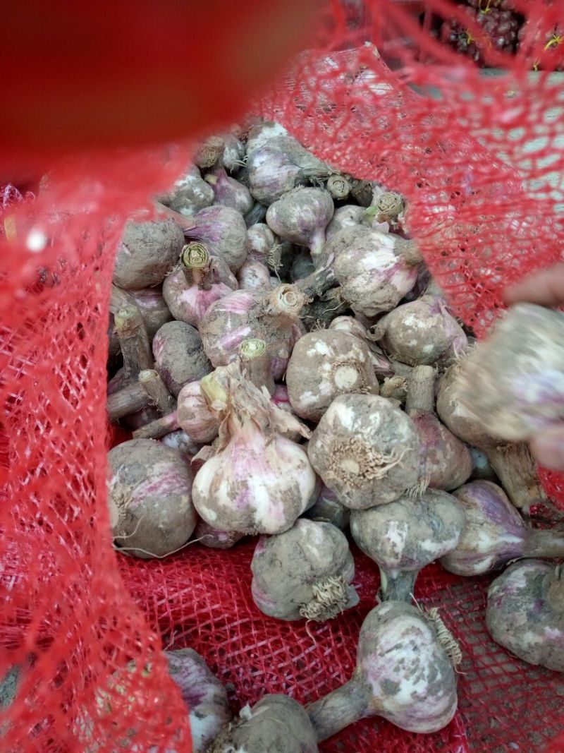 大蒜4.5cm鲜蒜