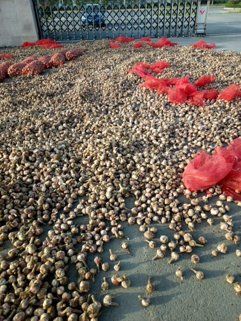 大蒜4.5cm鲜蒜