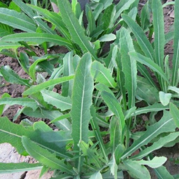 苦苣菜8~10厘米