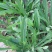 苦苣菜8~10厘米