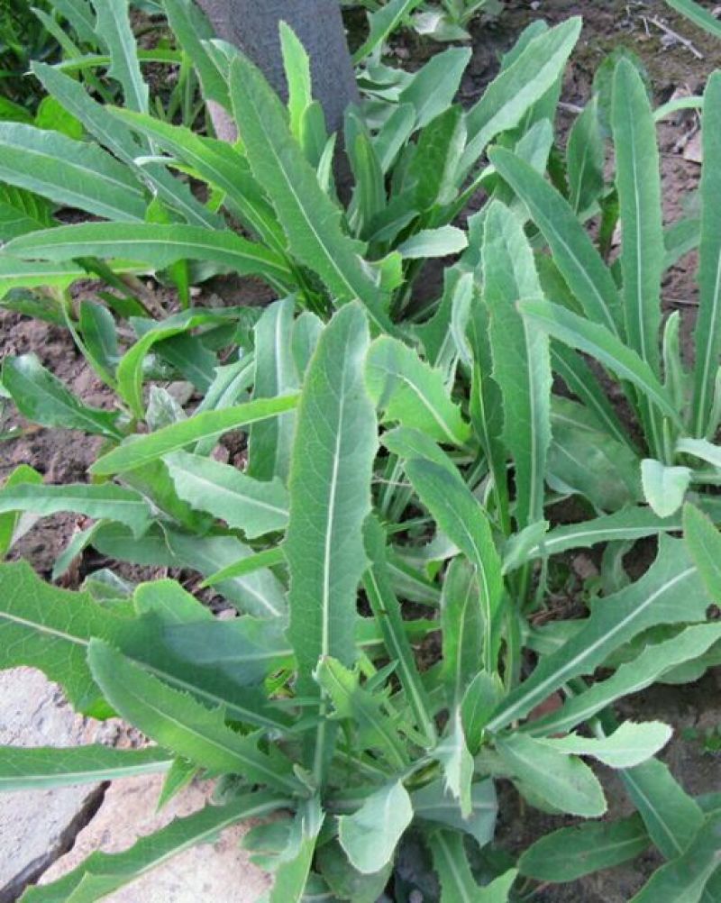 苦苣菜8~10厘米