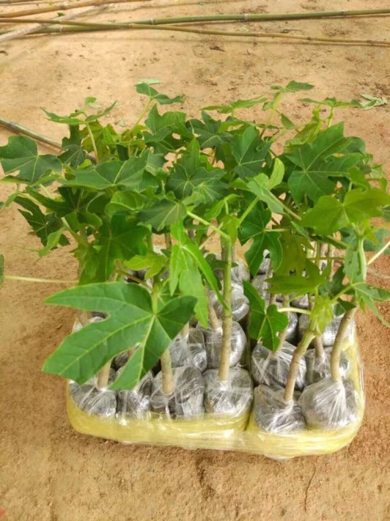 木瓜树苗10~20cm
