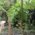 木瓜树苗10~20cm