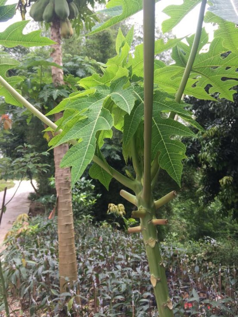 木瓜树苗10~20cm