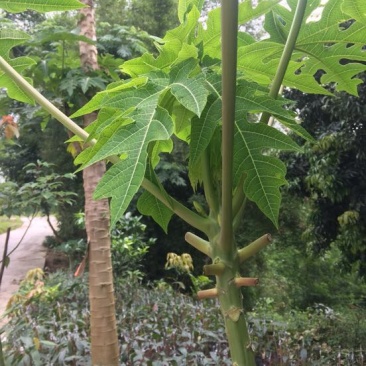 木瓜树苗10~20cm