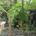 木瓜树苗10~20cm